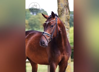 Oldenburg, Gelding, 4 years, 16,1 hh, Brown