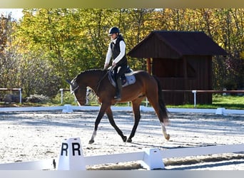 Oldenburg, Gelding, 4 years, 16,1 hh, Brown