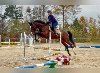 Oldenburg, Gelding, 4 years, 16,1 hh, Brown