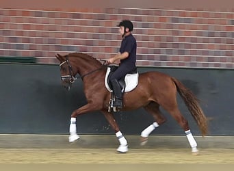 Oldenburg, Gelding, 4 years, 16,1 hh, Chestnut