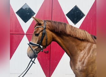Oldenburg, Gelding, 4 years, 16,1 hh, Chestnut-Red