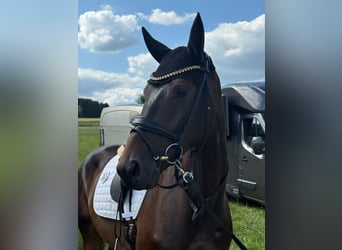 Oldenburg, Gelding, 4 years, 16,1 hh, Smoky-Black