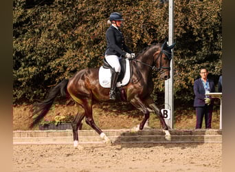 Oldenburg, Gelding, 4 years, 16,1 hh, Smoky-Black