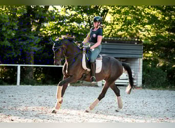 Oldenburg, Gelding, 4 years, 16,1 hh, Smoky-Black