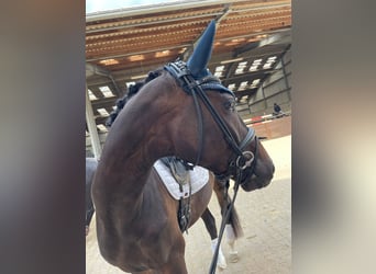 Oldenburg, Gelding, 4 years, 16,1 hh, Smoky-Black