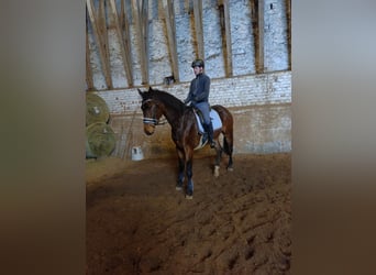 Oldenburg, Gelding, 4 years, 16,1 hh, Smoky-Black