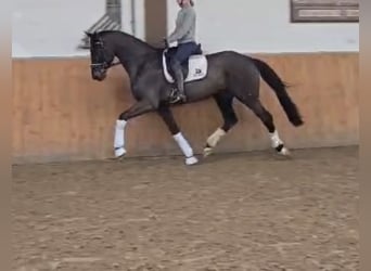 Oldenburg, Gelding, 4 years, 16,1 hh, Smoky-Black