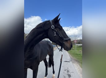 Oldenburg, Gelding, 4 years, 16,1 hh, Smoky-Black