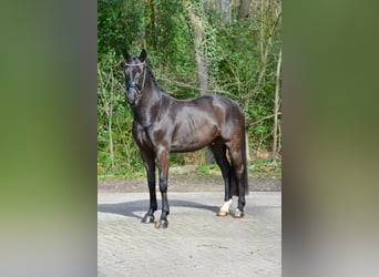 Oldenburg, Gelding, 4 years, 16,1 hh, Smoky-Black