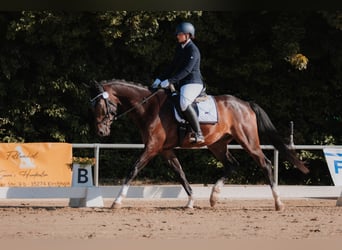 Oldenburg, Gelding, 4 years, 16,2 hh, Bay-Dark