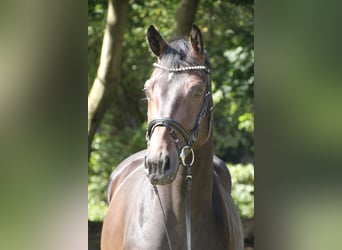 Oldenburg, Gelding, 4 years, 16,2 hh, Bay-Dark