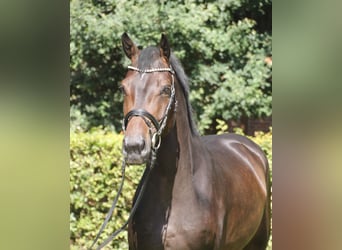 Oldenburg, Gelding, 4 years, 16,2 hh, Bay-Dark