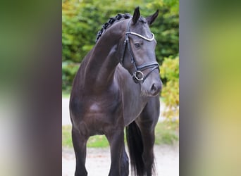 Oldenburg, Gelding, 4 years, 16,2 hh, Black
