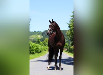 Oldenburg, Gelding, 4 years, 16,2 hh, Black
