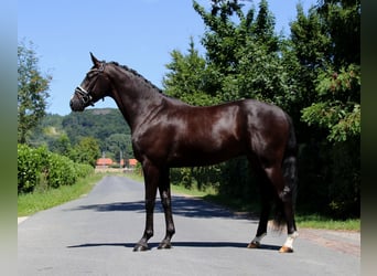 Oldenburg, Gelding, 4 years, 16,2 hh, Black