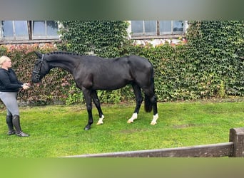 Oldenburg, Gelding, 4 years, 16,2 hh, Black