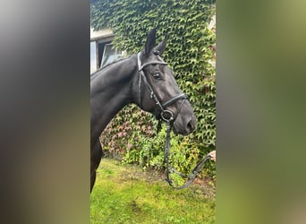 Oldenburg, Gelding, 4 years, 16,2 hh, Black
