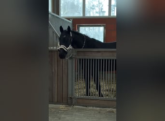 Oldenburg, Gelding, 4 years, 16,2 hh, Black