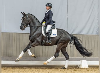 Oldenburg, Gelding, 4 years, 16,2 hh, Black