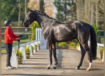 Oldenburg, Gelding, 4 years, 16,2 hh, Black