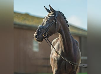 Oldenburg, Gelding, 4 years, 16,2 hh, Black