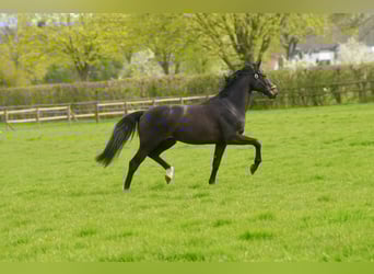 Oldenburg, Gelding, 4 years, 16,2 hh, Black