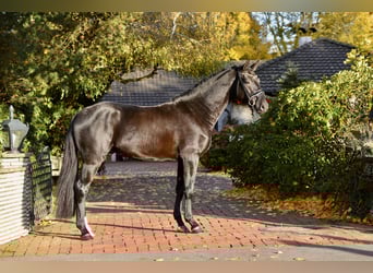 Oldenburg, Gelding, 4 years, 16,2 hh, Black