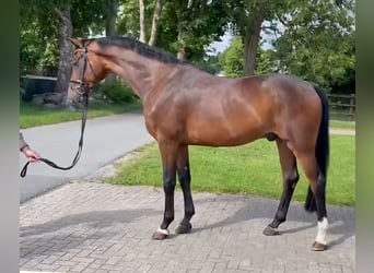 Oldenburg, Gelding, 4 years, 16,2 hh, Brown