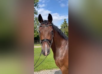 Oldenburg, Gelding, 4 years, 16,2 hh, Brown
