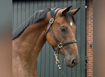 Oldenburg, Gelding, 4 years, 16,2 hh, Brown