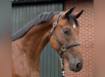 Oldenburg, Gelding, 4 years, 16,2 hh, Brown