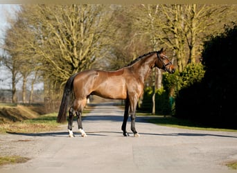 Oldenburg, Gelding, 4 years, 16,2 hh, Brown