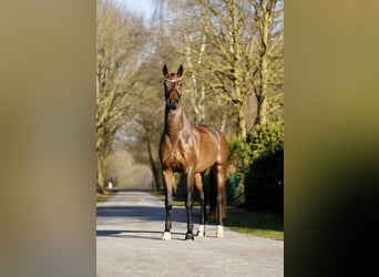 Oldenburg, Gelding, 4 years, 16,2 hh, Brown