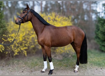 Oldenburg, Gelding, 4 years, 16,2 hh, Brown