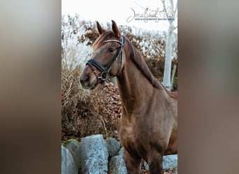 Oldenburg, Gelding, 4 years, 16,2 hh, Chestnut