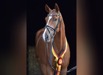 Oldenburg, Gelding, 4 years, 16,2 hh, Chestnut-Red