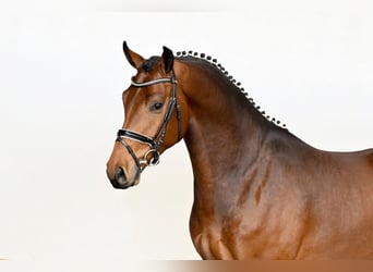 Oldenburg, Gelding, 4 years, 16,2 hh