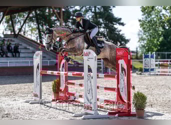 Oldenburg, Gelding, 4 years, 16,2 hh, Grey