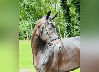 Oldenburg, Gelding, 4 years, 16,2 hh, Smoky-Black