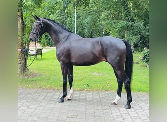 Oldenburg, Gelding, 4 years, 16,2 hh, Smoky-Black