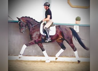 Oldenburg, Gelding, 4 years, 16,2 hh, Smoky-Black