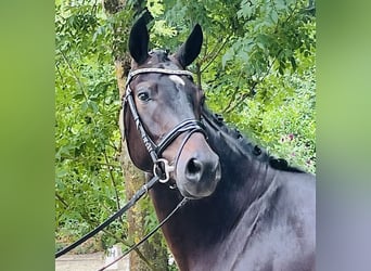 Oldenburg, Gelding, 4 years, 16,2 hh, Smoky-Black