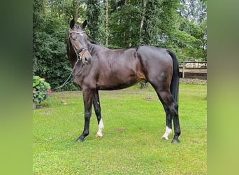 Oldenburg, Gelding, 4 years, 16,2 hh, Smoky-Black