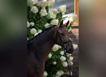 Oldenburg, Gelding, 4 years, 16,3 hh, Bay-Dark