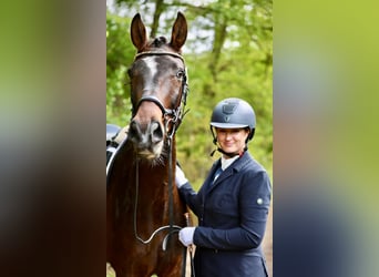 Oldenburg, Gelding, 4 years, 16,3 hh, Bay-Dark