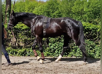 Oldenburg, Gelding, 4 years, 16,3 hh, Black