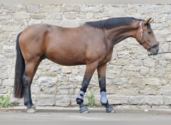 Oldenburg, Gelding, 4 years, 16,3 hh, Brown