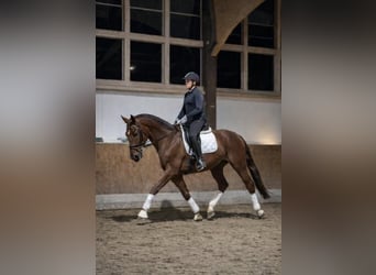 Oldenburg, Gelding, 4 years, 16,3 hh, Chestnut