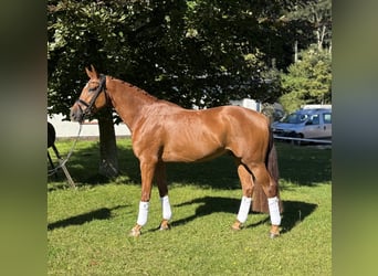 Oldenburg, Gelding, 4 years, 16,3 hh, Chestnut-Red