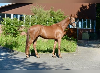 Oldenburg, Gelding, 4 years, 16,3 hh, Chestnut-Red